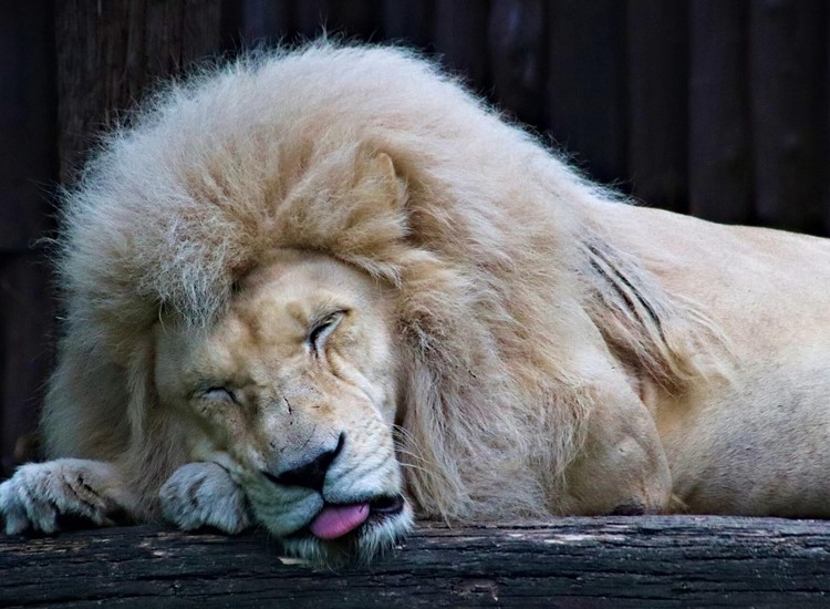 Sovende løve