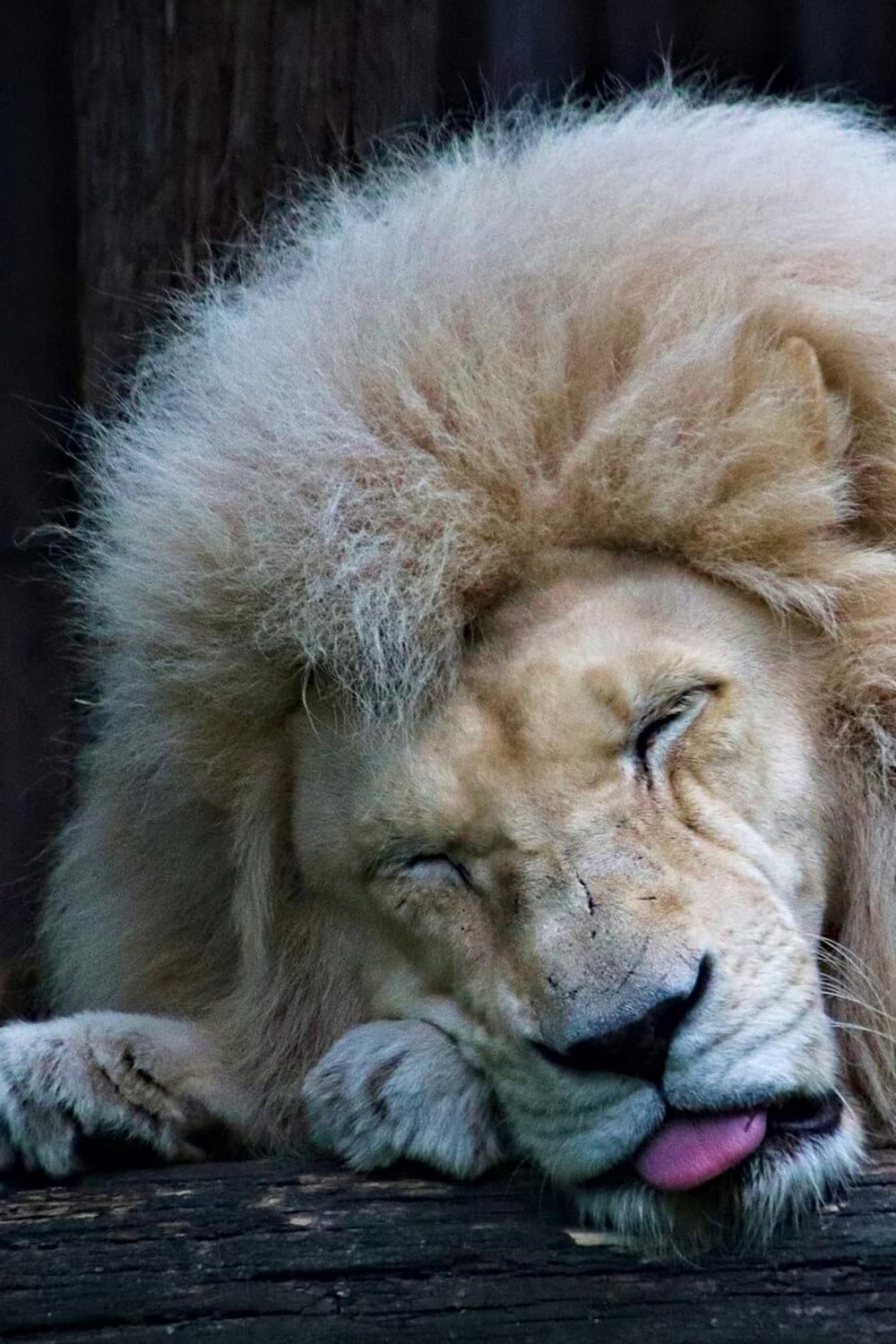Sovende løve