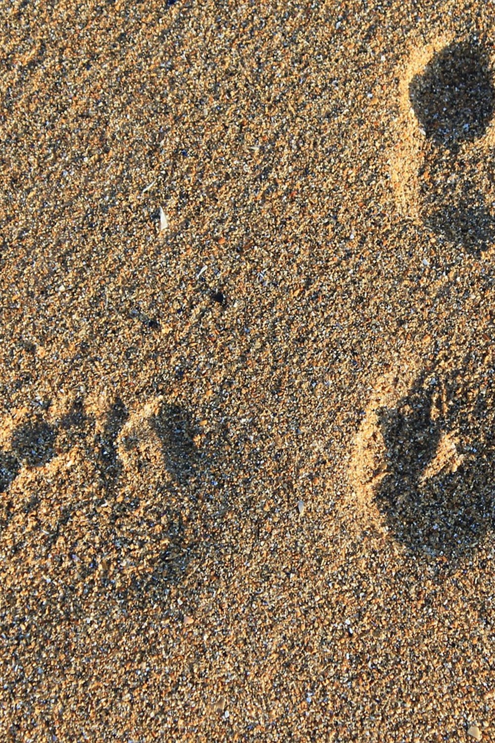 footprint-g7972ca478_1920.jpg